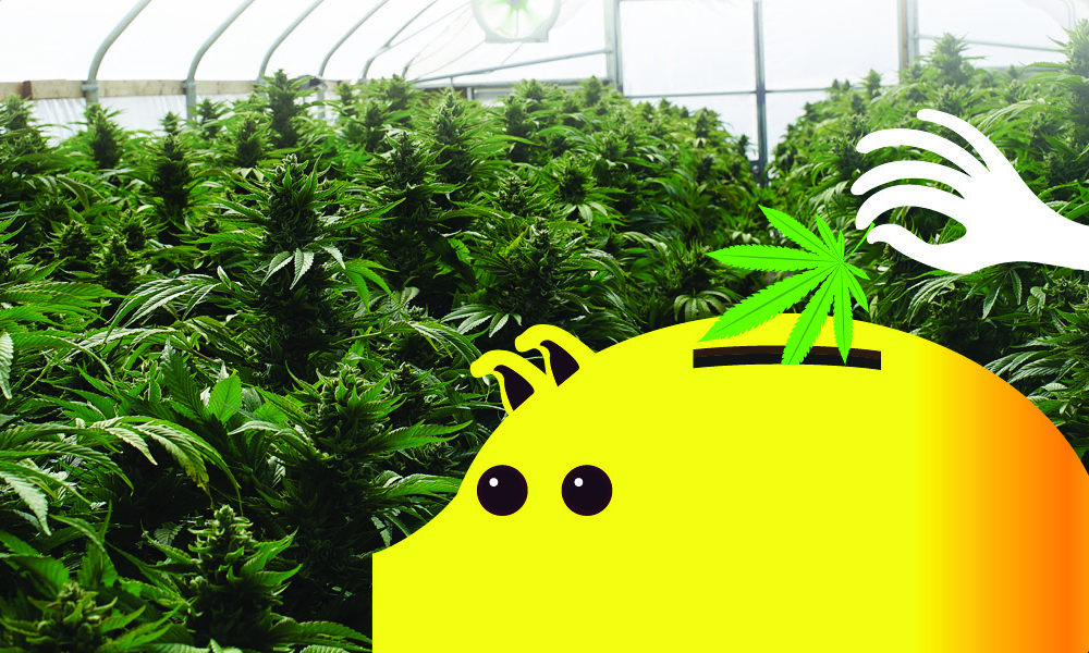 Distributor Opportunities In Cannabis Production GAWDA Media